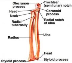 (distal) stabilizes articulation of radius with wrist