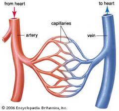 what are the three types of blood vessels and what are their functions? 

how are they formed? 