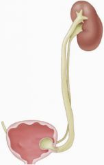 What is the tube that conducts urine from the kidney to the bladder?