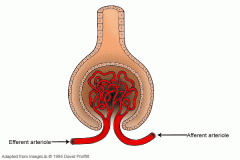 A small branch of the renal artery that carries blood away from the glomerulus to the peritubular capillaries.