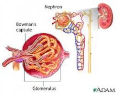 The cup like structure that surrounds the glomerulus.