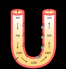 The section of the tubule that carries filtrate from the proximal tubule into the distal tubule.