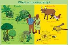 diversity among and within plant and animal


species in an environment