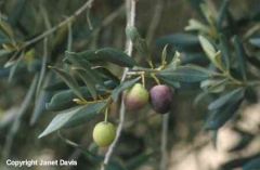 Olive