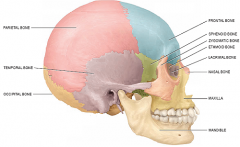 the cranium is located at the top off your skull