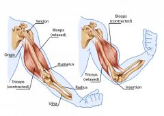 your biceps are located on your upper arms just bellow your shoulder