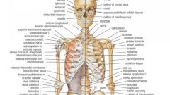 There are 206 bones in your body all together
