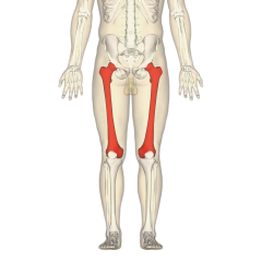 the femur is located at the start of your top knee to the bottom off your hip