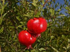 Pomegranate