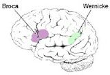 b. expressive aphasia

Broca's area is one of the main areas of the cerebral cortex responsible for producing language. This region of the brain was named for French neurosurgeon Paul Broca who discovered the function of Broca's area while exami...