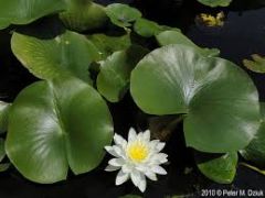 White pond lily