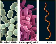 Spheres- spherical shaped bacteria 
Rods- rod shaped bacteria 
Spirals- spiral shaped bacteria 