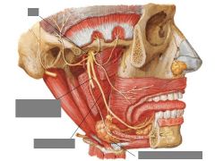 Anatomy of the Ear Flashcards - Cram.com