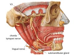 pS -> submandibular & sublingual gland secretion
sensory <- taste from anterior 2/3 of tongue