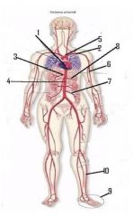 ¿Qué nombre reciben las arterias señaladas con los números 6 y 7.