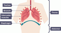 Intercostal muscles and Diaphragm expands the lungs. Air flows in through the Trachea splitting into two bronchus. (Bronchi)
Each bronchus goes into one lung. The bronchi splits into more bronchioles then into alveoli which are bags where gas exch...