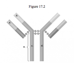 InFigure 17.2, which areas are similar for all IgG antibodies? 
 A)a and b 
 B)a and c 
 C)b and c 
 D)c and d 
 E)b and d