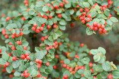   cotoneaster  