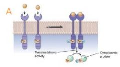 Receptor tyrosine kinases



Upon ligand-induced activation, these receptors dimerize and transphosphorylate tyrosine residues in the receptor and, often, on target cytosolic proteins.

