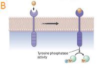 Tyrosine phosphatases.


 These receptors dephosphorylate tyrosine residues either on other transmembrane receptors or on cytosolic proteins. Many cells of the immune system have receptor tyrosine phosphatases.



