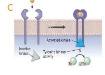 C.Nonreceptor tyrosine kinases.
 Some tyrosine kinase-associated receptors lack a definitive enzymatic domain, but binding of ligand to the receptor triggers activation of receptor-associated protein kinases that then phosphorylate tyrosine residu...