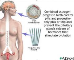  the pituitary glands release of hormones that stimulate ovulation