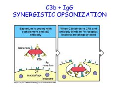 Deposition of both C3b and IgG on the pathogen surface provide the most important trigger fro uptake by phagocytes.
 
IgG the most powerful 
 
Crosslinking = safety mechanisim to prevent unwanted activation