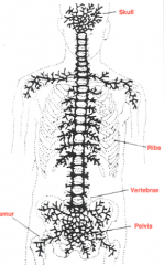 Batson's valveless vertebral plexus