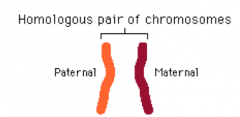 2 chromosomes that make up a matched pair in a diploid cell (one from mom and one from dad)