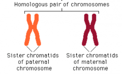 one of the two identical parts of a duplicated chromosome (when copying occurs)