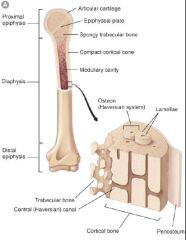 "Note that the diaphysis consists of a thick outer layer or cortex of compact cortical bone surrounding the bone marrow.


• In the epiphysis, the cortex is thinner and surrounds trabecular bone as well as bone marrow; trabecular bone is also fo...