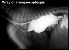megaoesophagus 
PDA 
Oesophagitis
Oesophageal FB
Oesophageal stricture