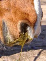 What age of horses tend to get equine grass sickness?