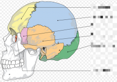 Identify Cranial Bones (neocranium)