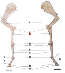 Fused with ulna