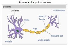 Dendrites (from Greek δένδρον déndron, "tree") are the branched projections of a neuron that act to propagate the electrochemical stimulation received from other neural cells to the cell body, orsoma, of the neuron from which the d...