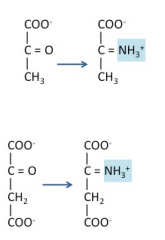 What biosynthetic transamination reaction for 1 and 2?