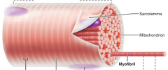 The plasma membrane of the myo cell