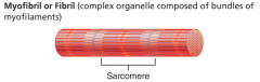 Make up 80% of the cellular volume; they contain contractile elements of the myocell called sarcomeres