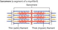 Are composed of myo filaments, producing the striations of a myocell
    *Sarcomere is “THE” functional unit of a myocell! [From one Z disc to another; bring Z disc closer/further] 