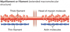 (Myofilaments): 
Actin - Thin& 
Myosin – Thick