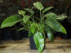 Philodendron


domesticum


 


Spade Leaf Philodendron