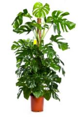 Monstera


deliciosa


 


Split Leaf Philodendron


Swiss Cheese Plant