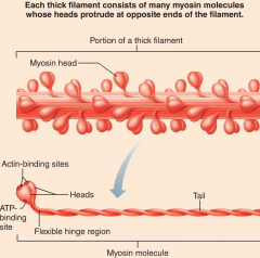 Many molecules, each with a protruding head that forms cross-bridges by attaching to Actin filaments (during myo contraction)