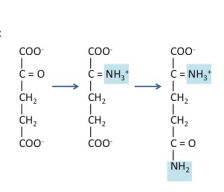Define the amino acid biosynthetic pathway