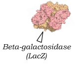 Produces beta-galactosidase