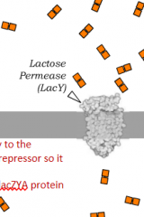 Lactose gets in by Lactose Permease
