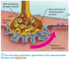 The part of the sarcolemma that helps form the neuromuscular junction.                                                 -Has millions of receptors for ACh - acetylcholine