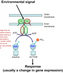 Sensor of environmental signal

Transfer a phosphate from ATP to response regulator

Almost always found as a homo-dimer