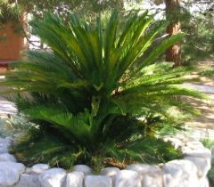 Cycas revoluta


 


Sago Palm